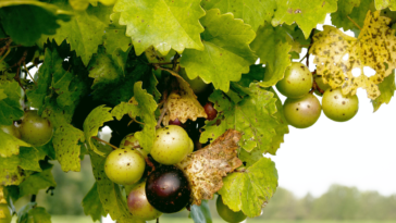 Which color grapes are the healthiest?