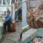 Which country has the best salmon?