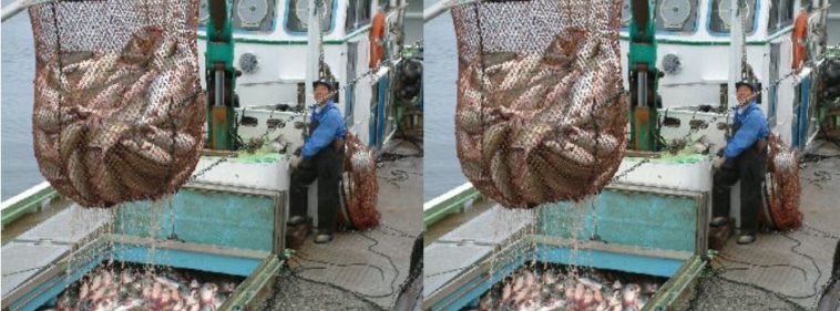 Which country has the best salmon?