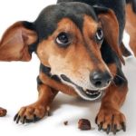 Which dog treats are dangerous?