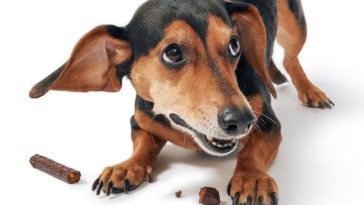 Which dog treats are dangerous?