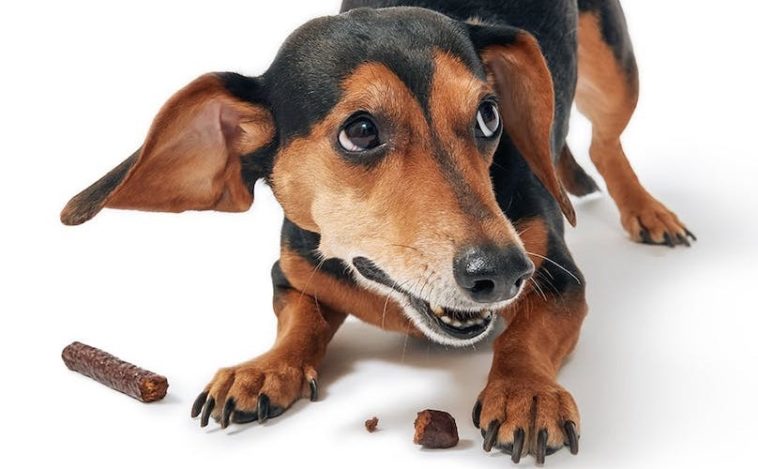 Which dog treats are dangerous?