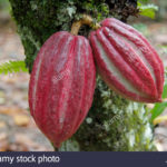 Which fruit Cannot be seen or bought?