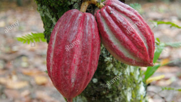 Which fruit Cannot be seen or bought?