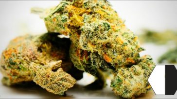 Which fruit is the juiciest?