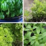 Which herbs do not go together?