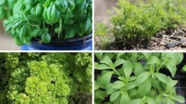 Which herbs do not go together?