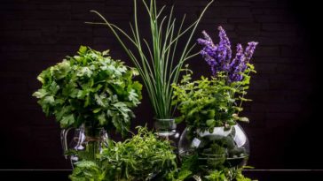 Which herbs do not go together in cooking?