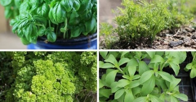 Which herbs do not go together? - Foodly