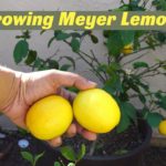 Which is better Meyer or Eureka lemon?