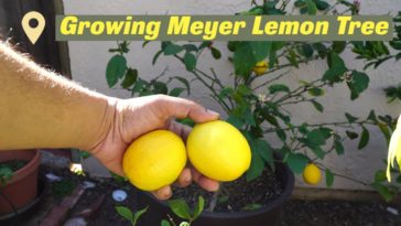 Which is better Meyer or Eureka lemon?