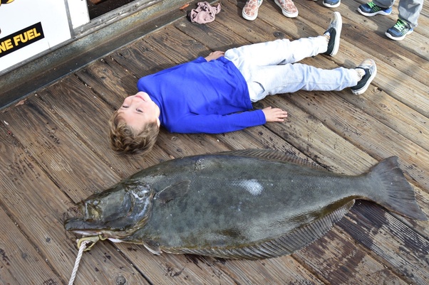 Which is better halibut or cod?