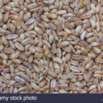 Which is better spelt or pearl barley?