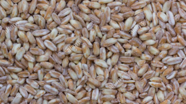 Which is better spelt or pearl barley?