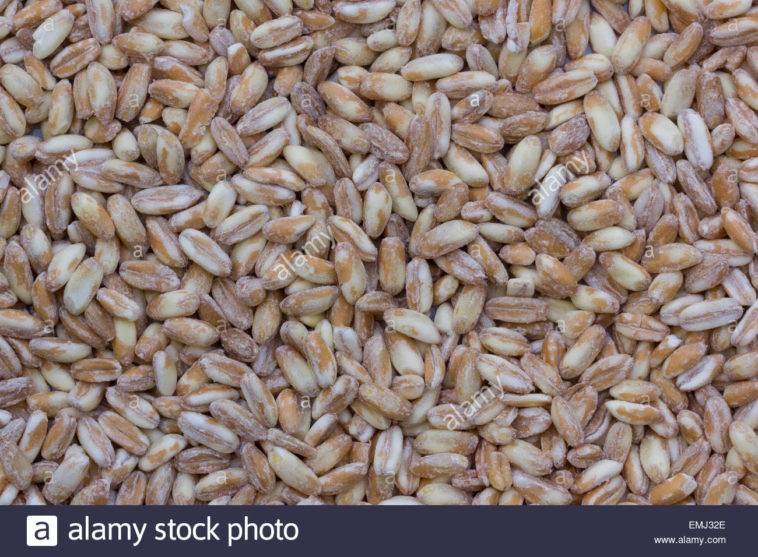 Which is better spelt or pearl barley?