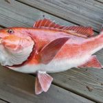 Which is healthier salmon or red snapper?