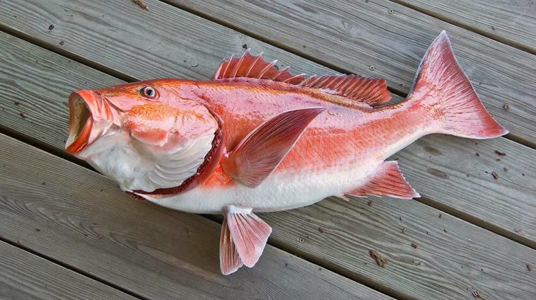 Which is healthier salmon or red snapper?