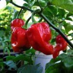 Which is hotter habanero or Thai chili?