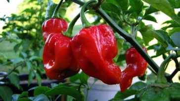 Which is hotter habanero or Thai chili?