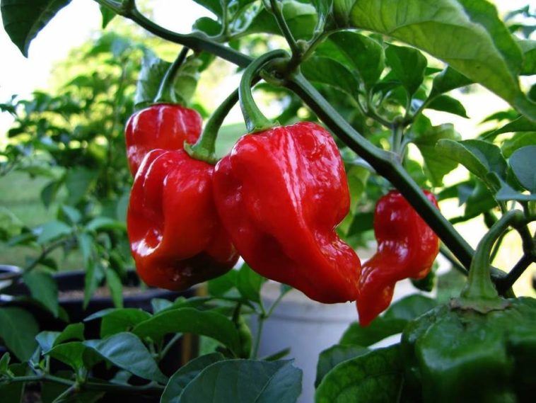 Which is hotter habanero or Thai chili?