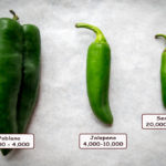 Which is hotter jalapeno or serrano?