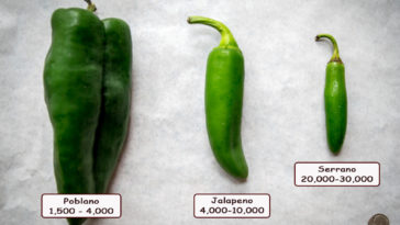 Which is hotter jalapeno or serrano?