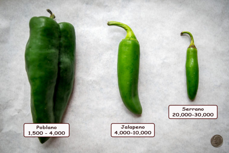 Which is hotter jalapeno or serrano?