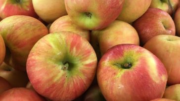 Which is sweeter Gala or Honeycrisp?
