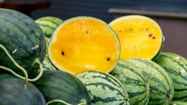 Which is the sweetest melon?