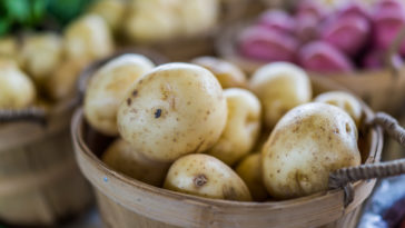 Which kind of potato is best for mashing?