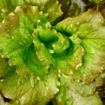 Which lettuce is not bitter?