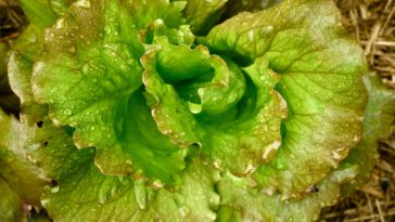 Which lettuce is not bitter?