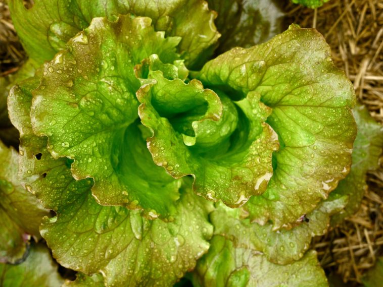 Which lettuce is not bitter?