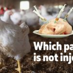 Which part of the chicken is healthiest?
