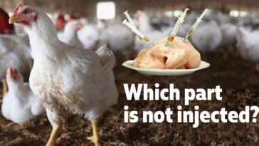 Which part of the chicken is healthiest?