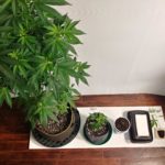 Which plant can grow in 2 days?