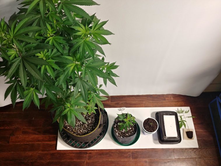 Which plant can grow in 2 days?