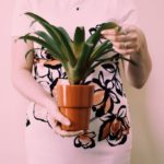 Which plant does not need sunlight?