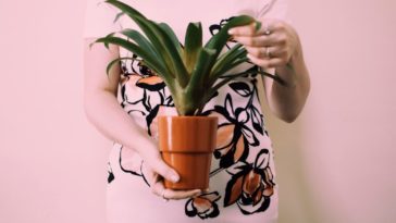 Which plant does not need sunlight?