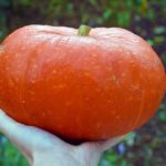 Which pumpkins are best for eating?