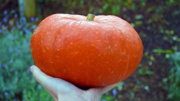 Which pumpkins are best for eating?