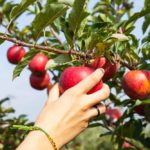 Which state has the best apple?