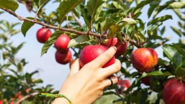 Which state has the best apple?