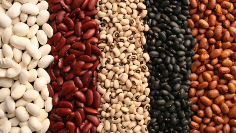Which type of beans is healthiest?