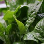 Which type of spinach is best?
