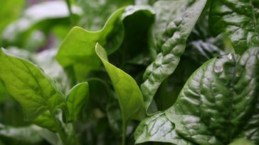 Which type of spinach is best?