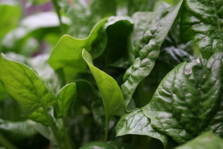 Which type of spinach is best?