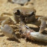 Who eats crab?