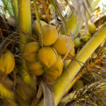 Who is the owner of coconut?