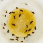 Why am I getting small flies in my kitchen?
